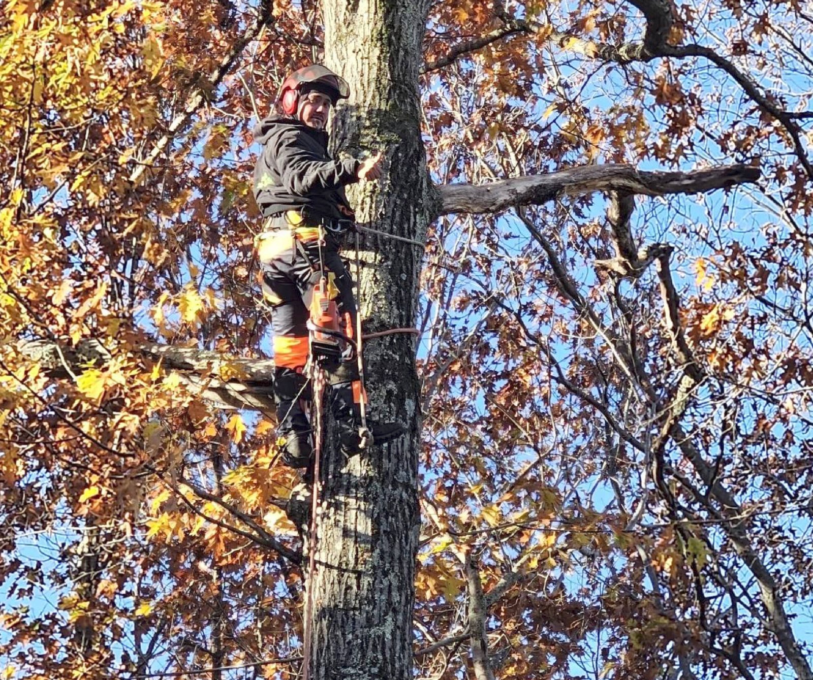 Large Tree Removal