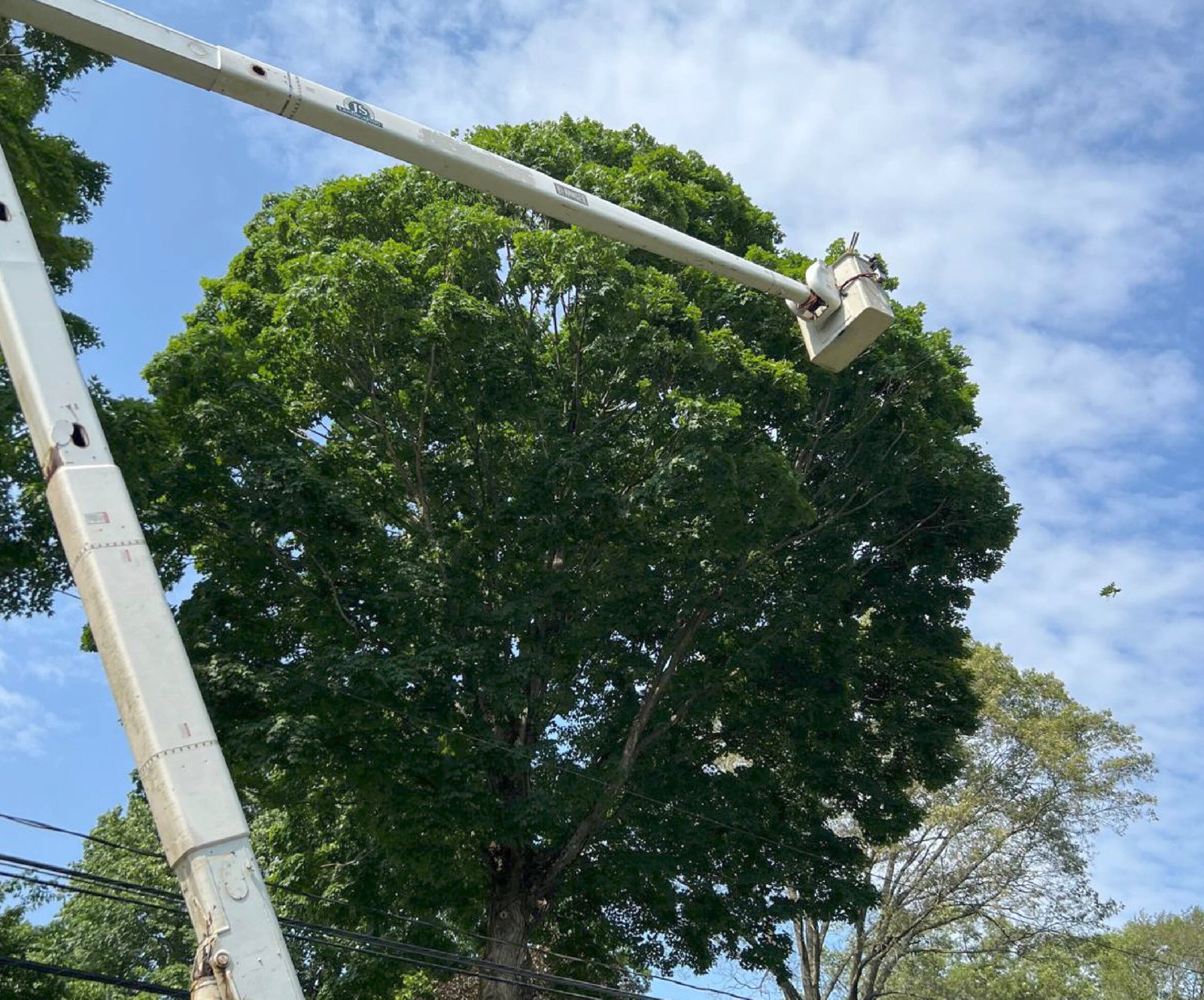 Emergency Tree Removal